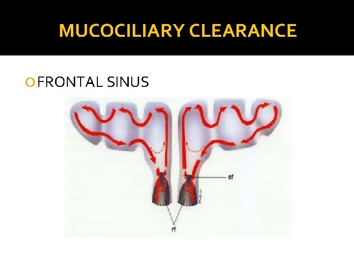 MUCOCILIARY CLEARANCE FRONTAL SINUS 