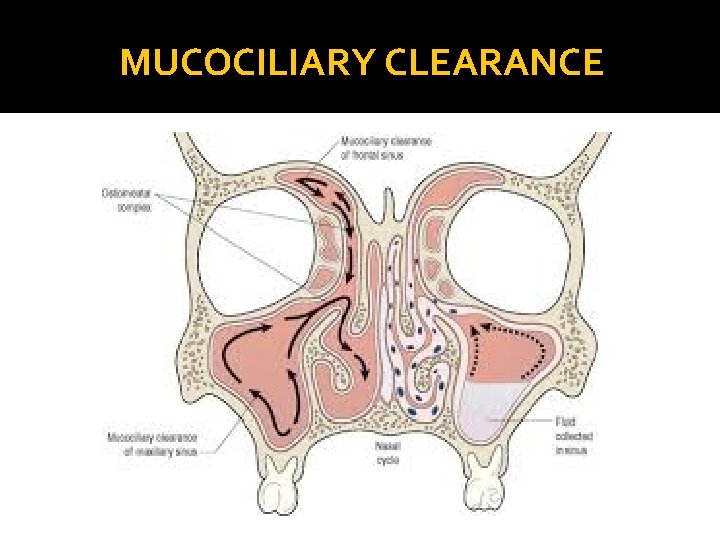 MUCOCILIARY CLEARANCE 