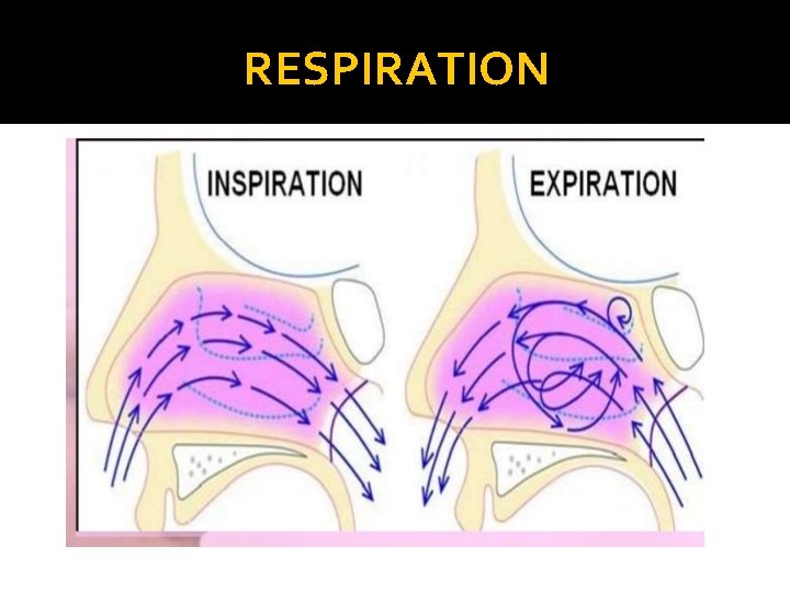 RESPIRATION 