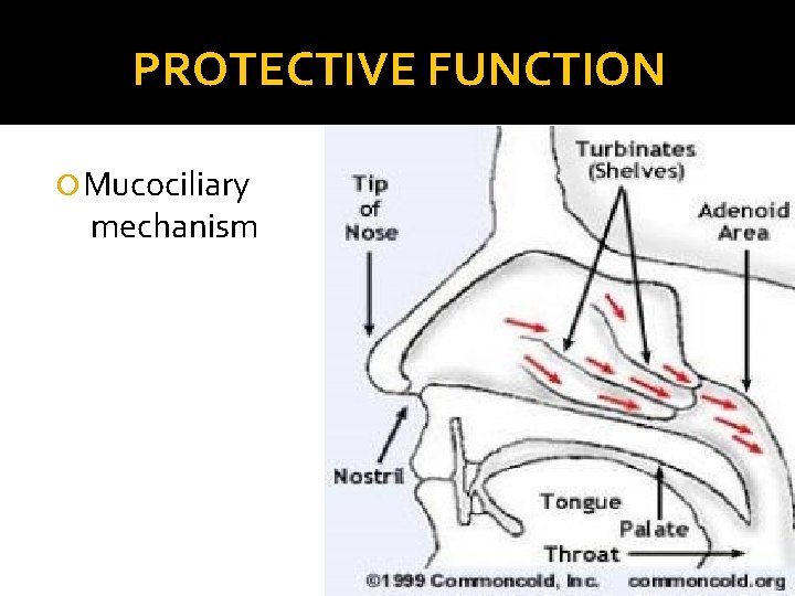 PROTECTIVE FUNCTION Mucociliary mechanism 