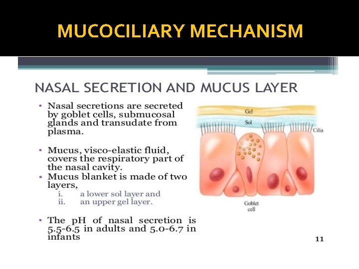 MUCOCILIARY MECHANISM 