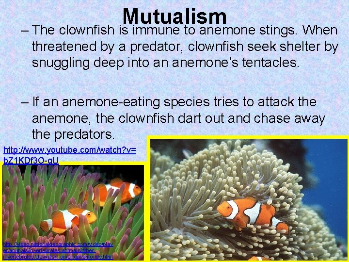 Mutualism – The clownfish is immune to anemone stings. When threatened by a predator,