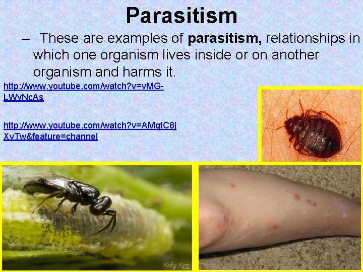 Parasitism – These are examples of parasitism, relationships in which one organism lives inside