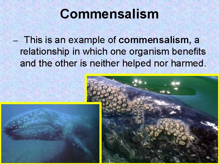 Commensalism – This is an example of commensalism, a relationship in which one organism