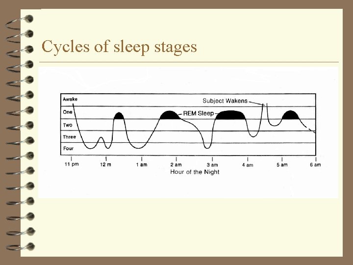 Cycles of sleep stages 