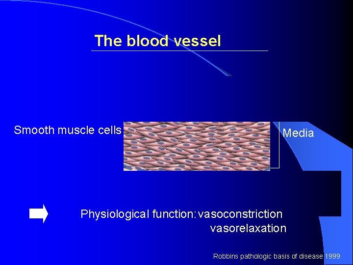 The blood vessel Endothelium Intima Smooth muscle cells Media Connective tissue Adventitia Physiological function: