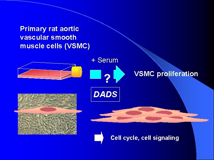 Primary rat aortic vascular smooth muscle cells (VSMC) + Serum ? VSMC proliferation DADS