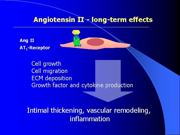 Angiotensin II - long-term effects Ang II AT 1 -Receptor ab g Cell growth