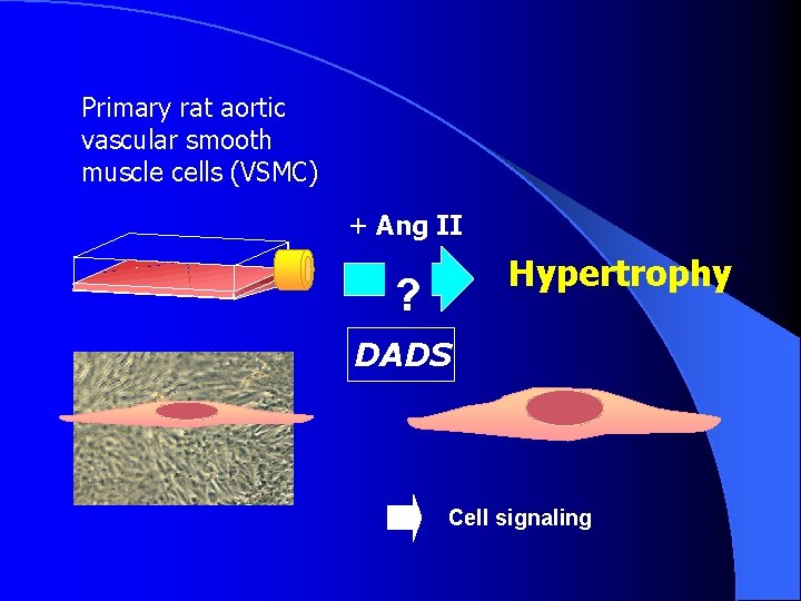 Primary rat aortic vascular smooth muscle cells (VSMC) + Ang II Hypertrophy ? DADS