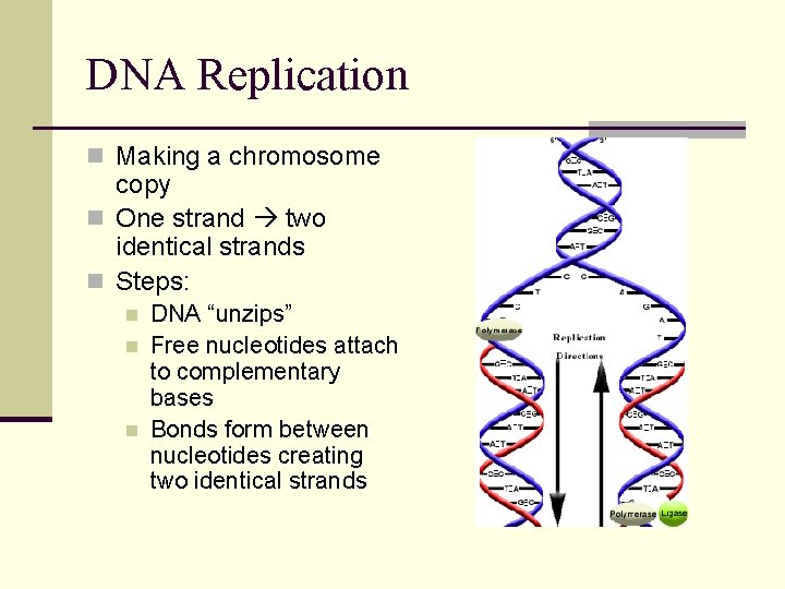 DNA Replication n Making a chromosome copy n One strand two identical strands n