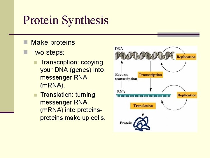 Protein Synthesis n Make proteins n Two steps: n Transcription: copying your DNA (genes)