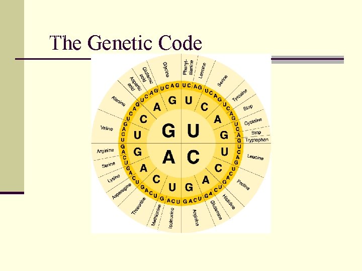 The Genetic Code Section 12 -3 : 