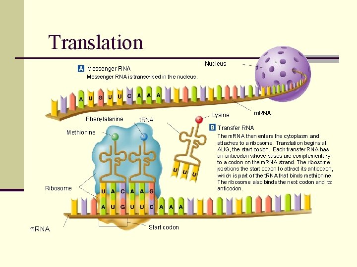 Translation Nucleus Messenger RNA is transcribed in the nucleus. Phenylalanine t. RNA The m.