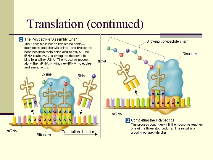 Translation (continued) The Polypeptide “Assembly Line” The ribosome joins the two amino acids— methionine
