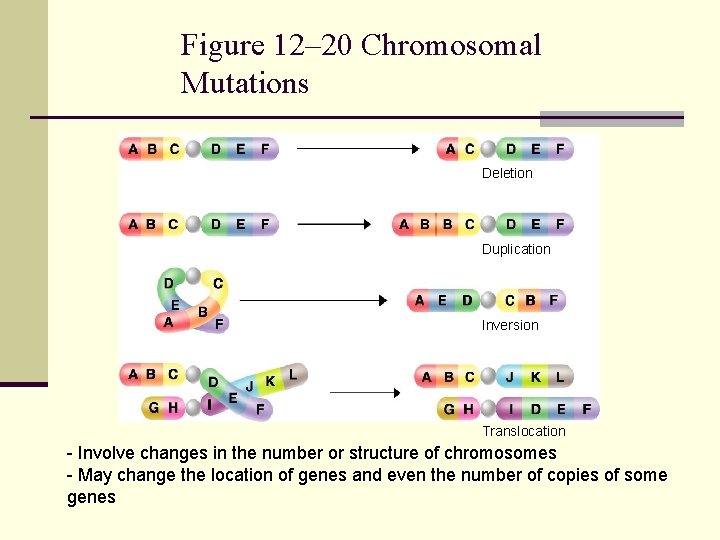 Section 12 -4 Figure 12– 20 Chromosomal Mutations Deletion Duplication Inversion Translocation Go to
