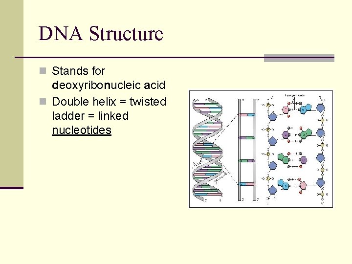 DNA Structure n Stands for deoxyribonucleic acid n Double helix = twisted ladder =