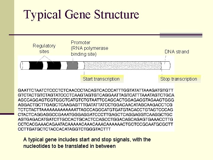 Typical Gene Structure Section 12 -5 Regulatory sites Promoter (RNA polymerase binding site) Start