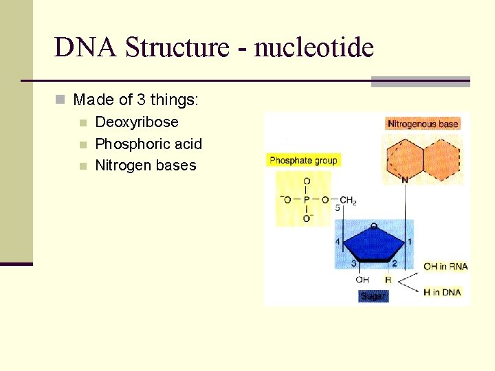 DNA Structure - nucleotide n Made of 3 things: n Deoxyribose n Phosphoric acid
