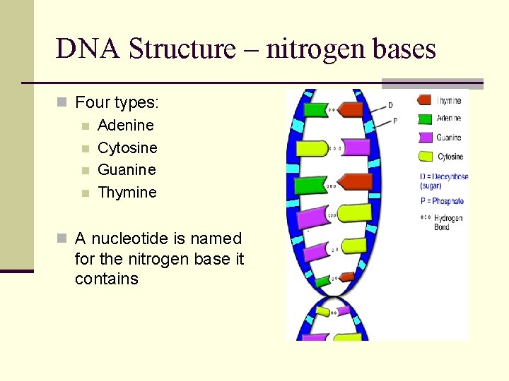 DNA Structure – nitrogen bases n Four types: n Adenine n Cytosine n Guanine