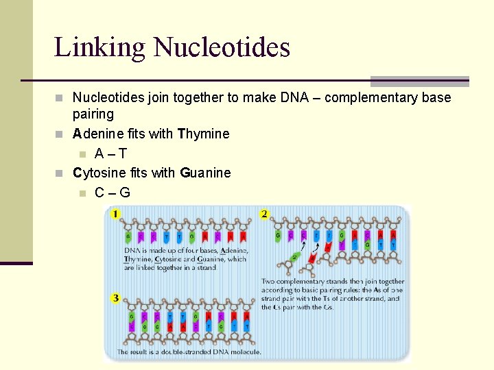 Linking Nucleotides n Nucleotides join together to make DNA – complementary base pairing n