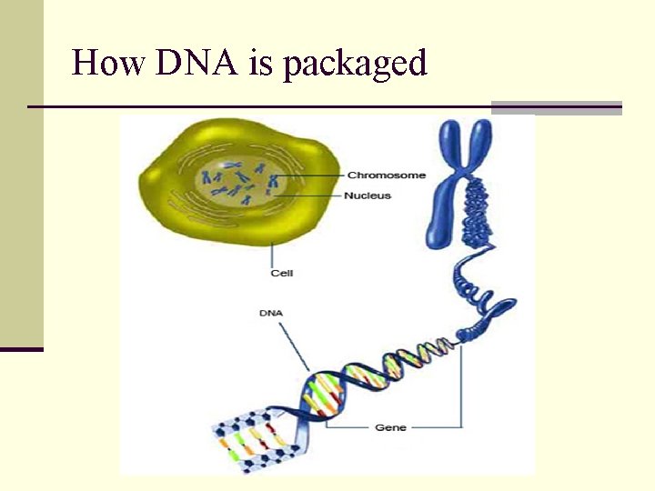 How DNA is packaged 