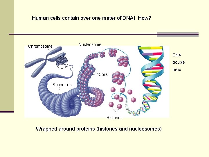 Figure 12 -10 Chromosome Structure of Eukaryotes Human cells contain over one meter of