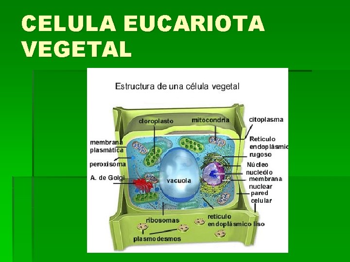 CELULA EUCARIOTA VEGETAL 