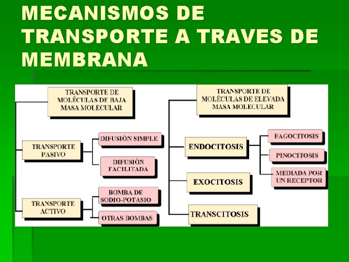 MECANISMOS DE TRANSPORTE A TRAVES DE MEMBRANA MECANISMOS DE TRANSPORTE A TRAVES DE MEMBRANA