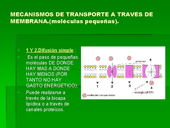 MECANISMOS DE TRANSPORTE A TRAVES DE MEMBRANA. (moléculas pequeñas). § § § 1 Y