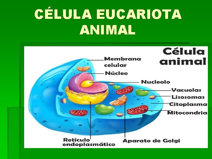 CÉLULA EUCARIOTA ANIMAL 