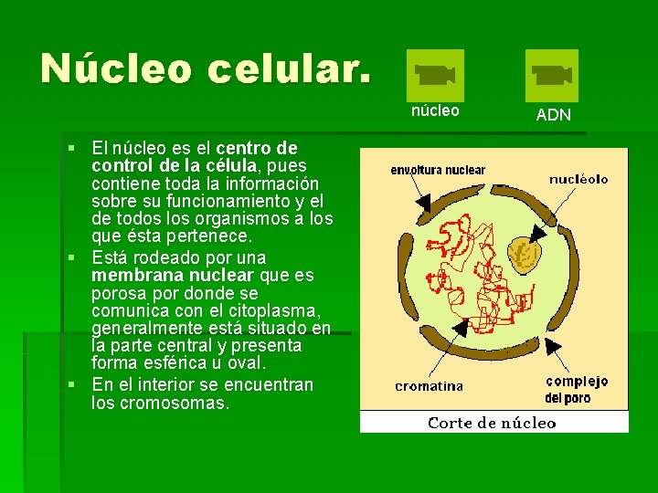 Núcleo celular. núcleo § El núcleo es el centro de control de la célula,