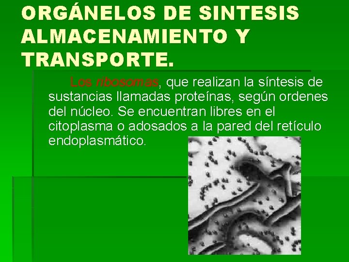 ORGÁNELOS DE SINTESIS ALMACENAMIENTO Y TRANSPORTE. Los ribosomas, que realizan la síntesis de sustancias