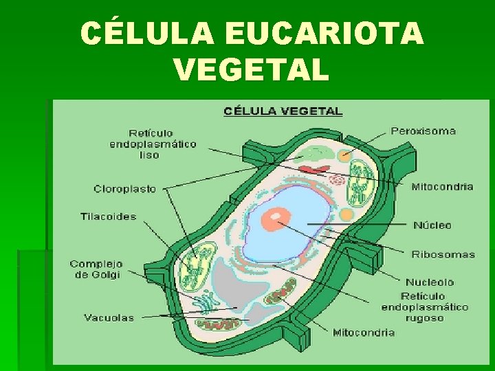 CÉLULA EUCARIOTA VEGETAL 