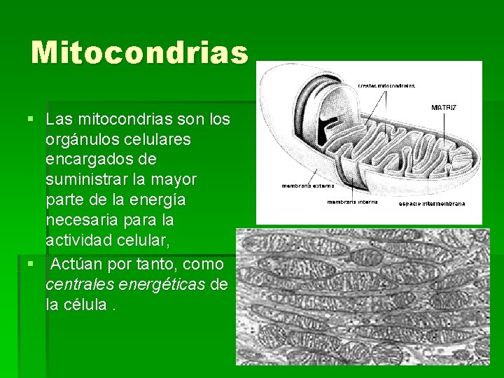 Mitocondrias § Las mitocondrias son los orgánulos celulares encargados de suministrar la mayor parte