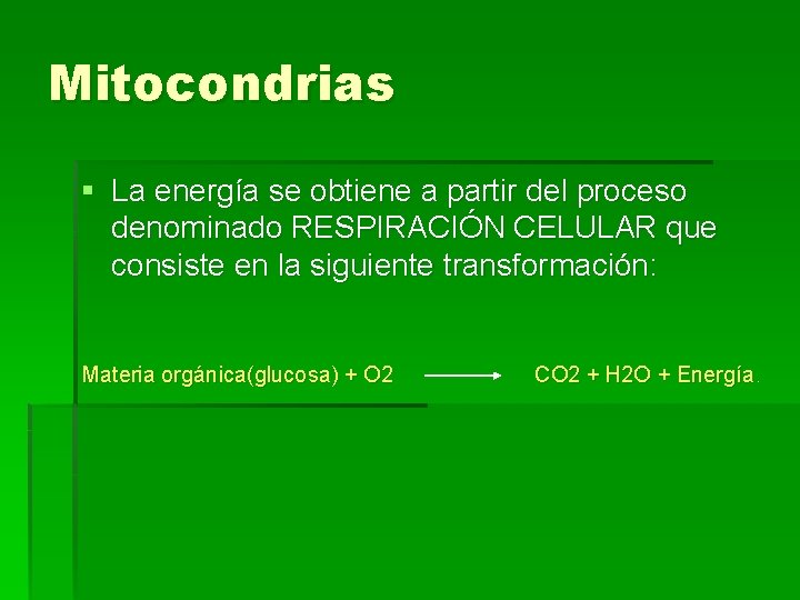 Mitocondrias § La energía se obtiene a partir del proceso denominado RESPIRACIÓN CELULAR que