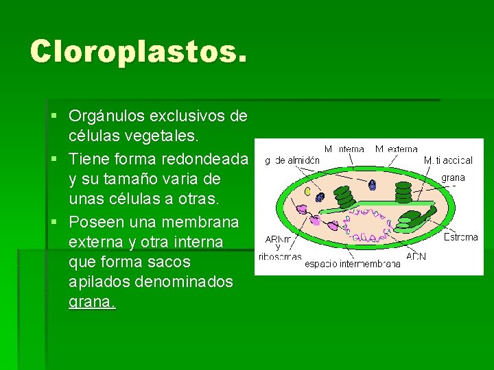 Cloroplastos. § Orgánulos exclusivos de células vegetales. § Tiene forma redondeada y su tamaño