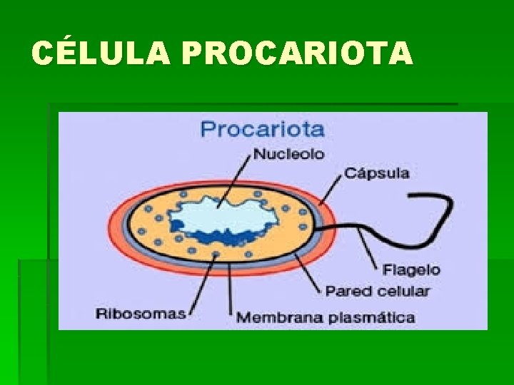 CÉLULA PROCARIOTA 