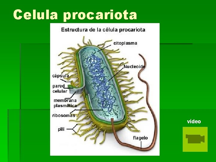 Celula procariota vídeo 