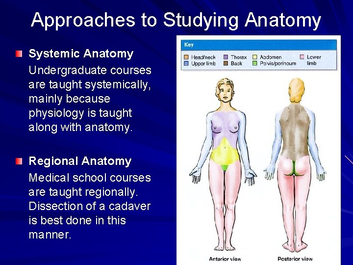 Approaches to Studying Anatomy Systemic Anatomy Undergraduate courses are taught systemically, mainly because physiology