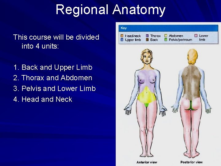 Regional Anatomy This course will be divided into 4 units: 1. Back and Upper