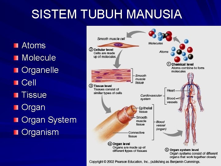 SISTEM TUBUH MANUSIA Atoms Molecule Organelle Cell Tissue Organ System Organism 