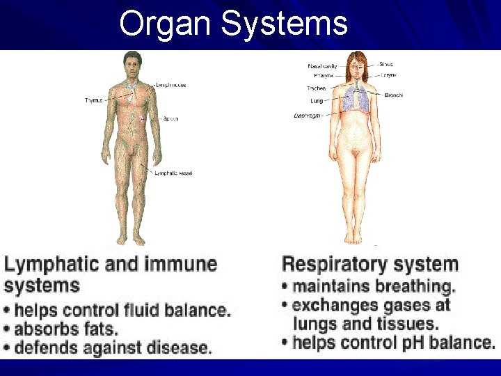 Organ Systems 