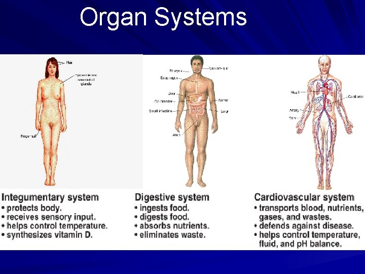 Organ Systems 