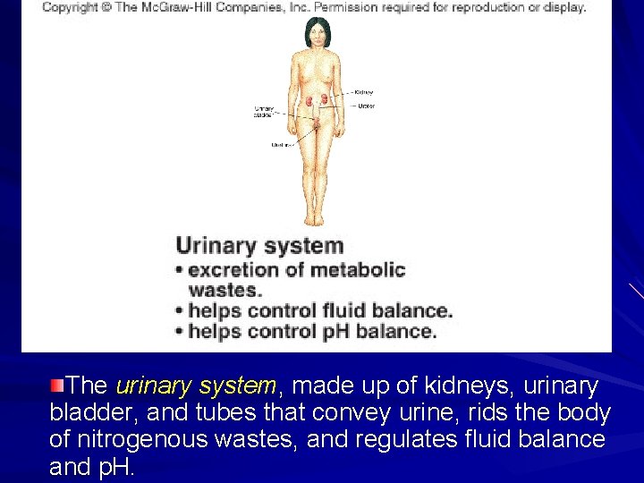The urinary system, made up of kidneys, urinary bladder, and tubes that convey urine,