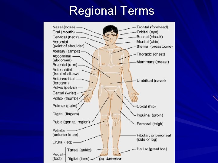 Regional Terms 