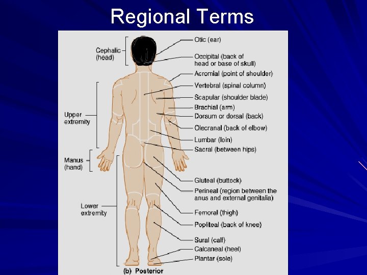 Regional Terms 