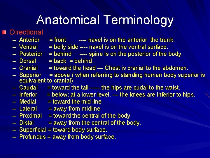 Anatomical Terminology Directional. – – – – Anterior = front ---- navel is on