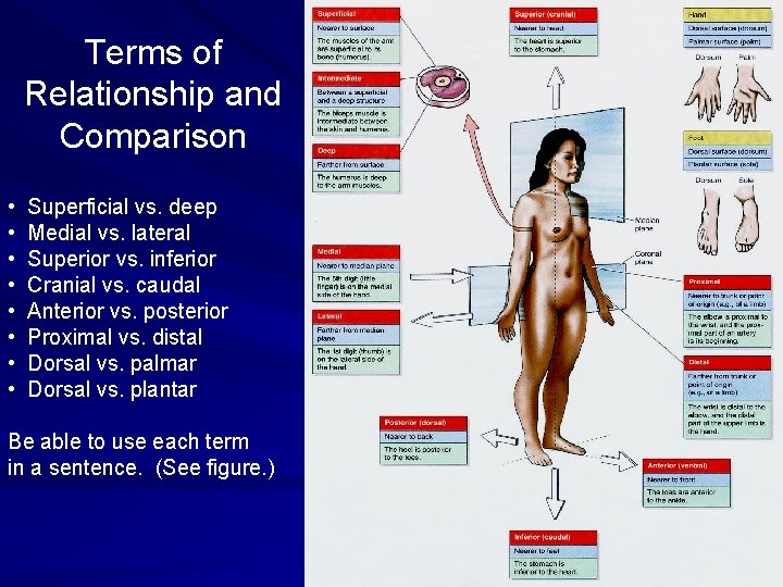 Terms of Relationship and Comparison • • Superficial vs. deep Medial vs. lateral Superior