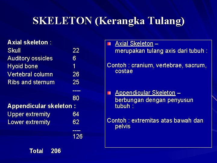 SKELETON (Kerangka Tulang) Axial skeleton : Skull Auditory ossicles Hyoid bone Vertebral column Ribs