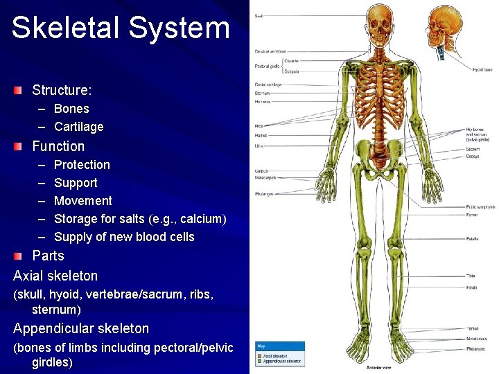 Skeletal System Structure: – Bones – Cartilage Function – – – Protection Support Movement